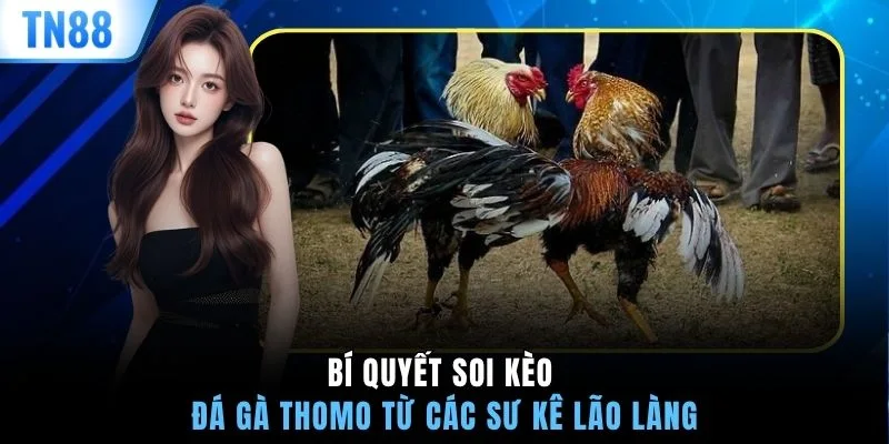 Bí quyết soi kèo đá gà Thomo từ các sư kê lão làng