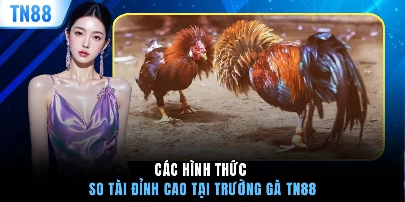 Các hình thức so tài đỉnh cao tại trường gà TN88