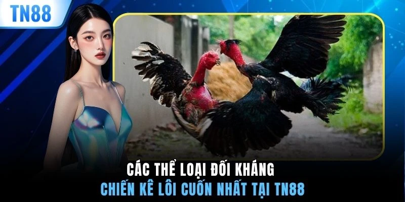 Các thể loại đối kháng chiến kê lôi cuốn nhất tại TN88