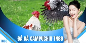 Đá Gà Campuchia TN88 - Tỷ Lệ Kèo BDD Chạm Mức 1 Ăn 8