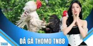 Đá Gà Thomo TN88 - Tìm Hiểu Cơ Chế Trả Thưởng 1 Ăn 8