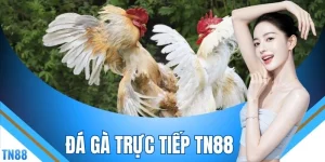 Đá Gà Trực Tiếp TN88 - Khám Phá 4 Thể Thức Chiến Kê