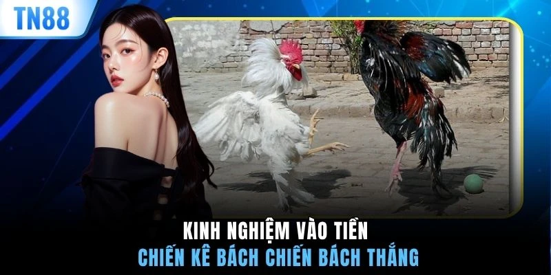 Kinh nghiệm vào tiền chiến kê bách chiến bách thắng