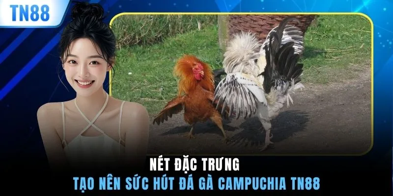Nét đặc trưng tạo nên sức hút đá gà Campuchia TN88