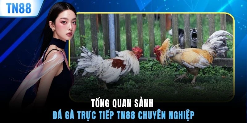 Tổng quan sảnh đá gà trực tiếp TN88 chuyên nghiệp