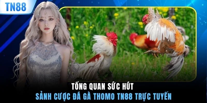 Tổng quan sức hút sảnh cược đá gà thomo TN88 trực tuyến